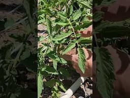 The First Prune on Our Garden Tomatoes