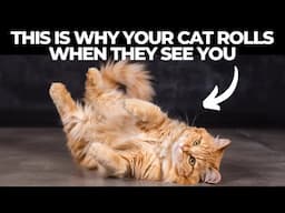 IF Your Cat Rolls Over for You, They're Trying to Tell You This
