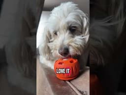 Keep dog entertained while at work!