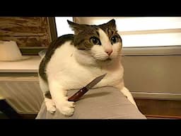 You Laugh You Lose 😍 Funniest Cats and Dogs 2024 😸🐶