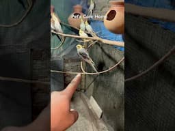 Cockatiel birds colony breeding result ￼#birds #lovebirds  #shorts #youtubeshorts #viralvideo