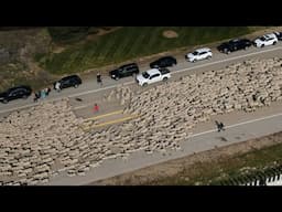 Annual spring sheep crossing tradition in southern Idaho