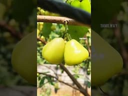Benefits Of Water Apple|Jambakka Fruit|