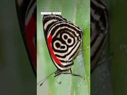 BORBOLETA DE PADRÃO ÚNICO
