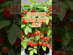 Tanam Tomat Mini Manis Tanpa Ribet