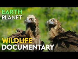 Iberian Oak Forests - Wildlife documentary | Jungle Planet series | Nature Animal Documentary