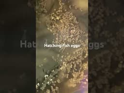 Hatching fish eggs #shortvideo #shorts
