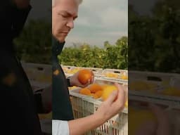 C'est ici qu'on cultive vos oranges