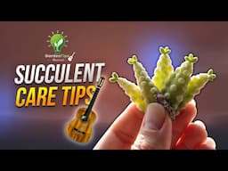 SUCCULENTS & CACTI CARE TIPS – GARDEN TIPS MUSICAL