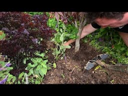 Planting A Beautiful Japanese Maple and Digging Up an Apple Tree