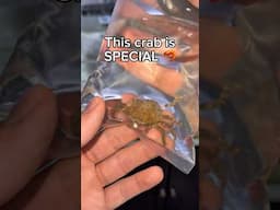 This crab is SPECIAL!!