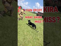 Can He Make German Shepherd Miss?