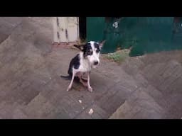 Tail wagging, eyes hopeful, she pleaded every passerby, but all she got were cold eyes and silent!