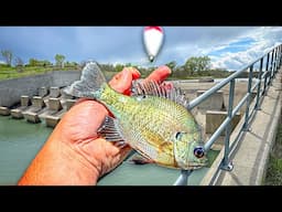 Fishing w/ LIVE BLUEGILL Below A GIANT BOBBER!!! (Unexpected Catch)