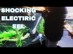 4 GROWN MEN TRY TOUCHING OUR ELECTRIC EEL NAMED WATSON