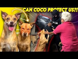 Can COCO Be A Guard Dog? 🔥| Vechi senjita engala 🥲🤕