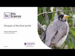 BrisScience (June 2025): Despots of the bird world
