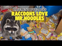 Raccoons Are Getting Into My Basement, Help!