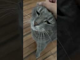 Dolphin boy #meows #cute #cutecat #cat