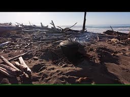 Beach Cook Gisborne New Zealand