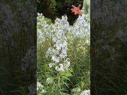 Amsonia 'Wild Blue Yonder' - big, bold and native! #springflowers