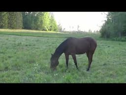 Horses at the S4S homestead