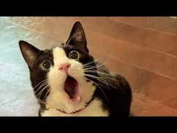 When Tuxedo Cats Were Born To Be Comedians