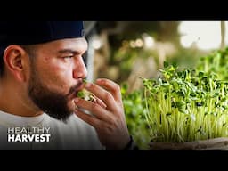 Microgreens: The Tiny Plant Packed with Nutrients