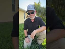 25x Rate - How To 🔥BURN🔥 A Lawn with Fertilizer