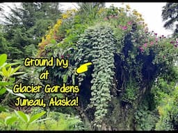 Ground Ivy in Juneau