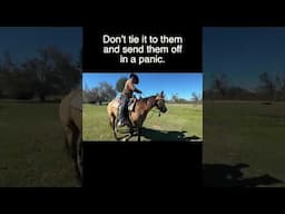 Tarping Filly