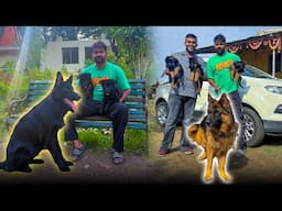 Import Bloodline Black German Shepherds in Amravati (Maharashtra)😱