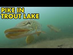 Lots of Pike in Trout Lake