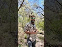 How to Tell If Your Tree Can Be Saved