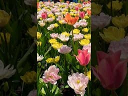 💐Canadian Tulip Festival #lifeincanada #ottawa #tulipfestival #tulip