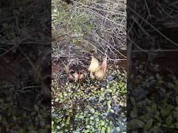 Skunk Cabbage - It Stinks! #skunkcabbage  #springephemerals #springtimeplant #harbingers #ditchplant