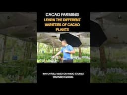 AMAZING CACAO FARMING