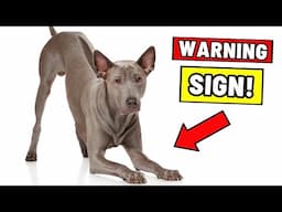 The True (and Disturbing) Reasons Your Dog Stretches When Seeing You