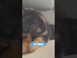 Puppy Mouth Etiquette Needs Training! #dogtraining #germanshepherd #puppy #gsd #puppytraining
