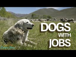 Dogs with Jobs | Outdoor Idaho