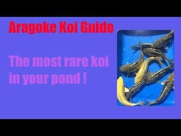 What colors are Aragoke Koi Variety ?