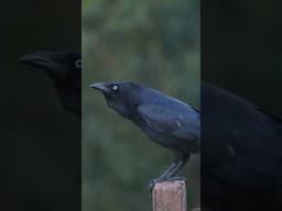 Crows