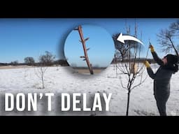 6 Late Winter/Early Spring FRUIT TREE Tips for MAXIMUM Summer Orchard Harvest
