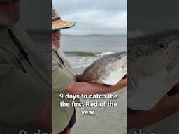 First bull redfish of the year.  Released.  #fishing #saltwaterfishing #redfish