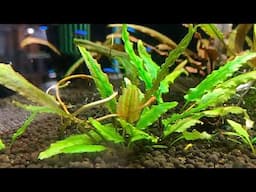 11 INDESTRUCTIBLE Aquarium Plants That Thrive In ANY Tank!