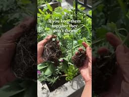 Always check for bonus plants before you dig in! It’ll save time and money😍#garden #plants #tomato