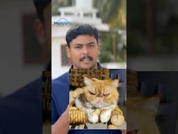 Dont do mix breeding 😔 #pets #yourcat #catlover #cat #malayalam #arrahman