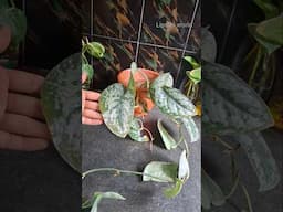How to grow Silver Satin Pothos🌿🌿 #pothos #scindapsuspictus #lipshaworld #satinpothos #plants