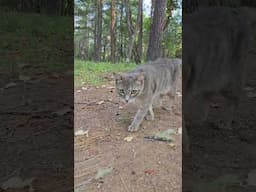 Cat walk