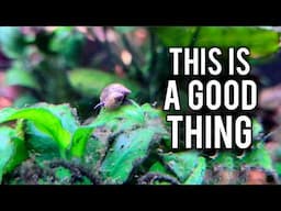 5 Aquarium Wins You Thought Where Failures